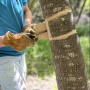 NEWCNA - Ligustrum ID and Girdling Training Session