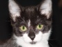 Volunteers needed for animal rescue!