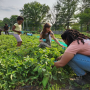Farm Philly Volunteer Days - August 12th