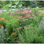 Boulder Creek Park Native Landscaping