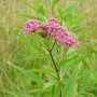 Boulder Reservoir Native Seed Collection