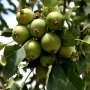 Fortune Park Fruit Harvest