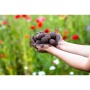 Red Bluff small tree removal & wildflower seed ball event
